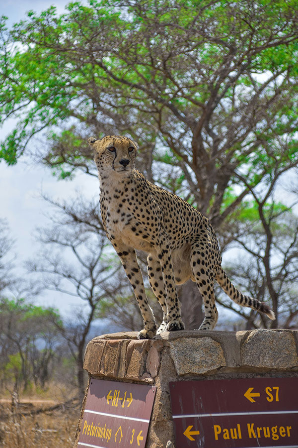 Lion